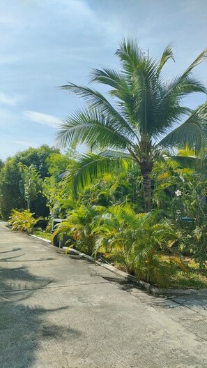 A paved road with dense tropical vegetation, including palm trees and various green plants. - 4 Bedroom Villa Sawadee 500 metres to beach SDV391 By Samui Dream Villas (Koh Samui)