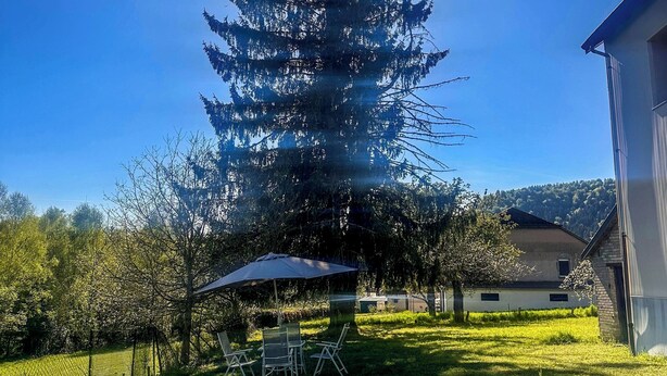 Un grande albero sempreverde in un giardino privato con tavolo e sedie da patio, circondato da una recinzione e un edificio.