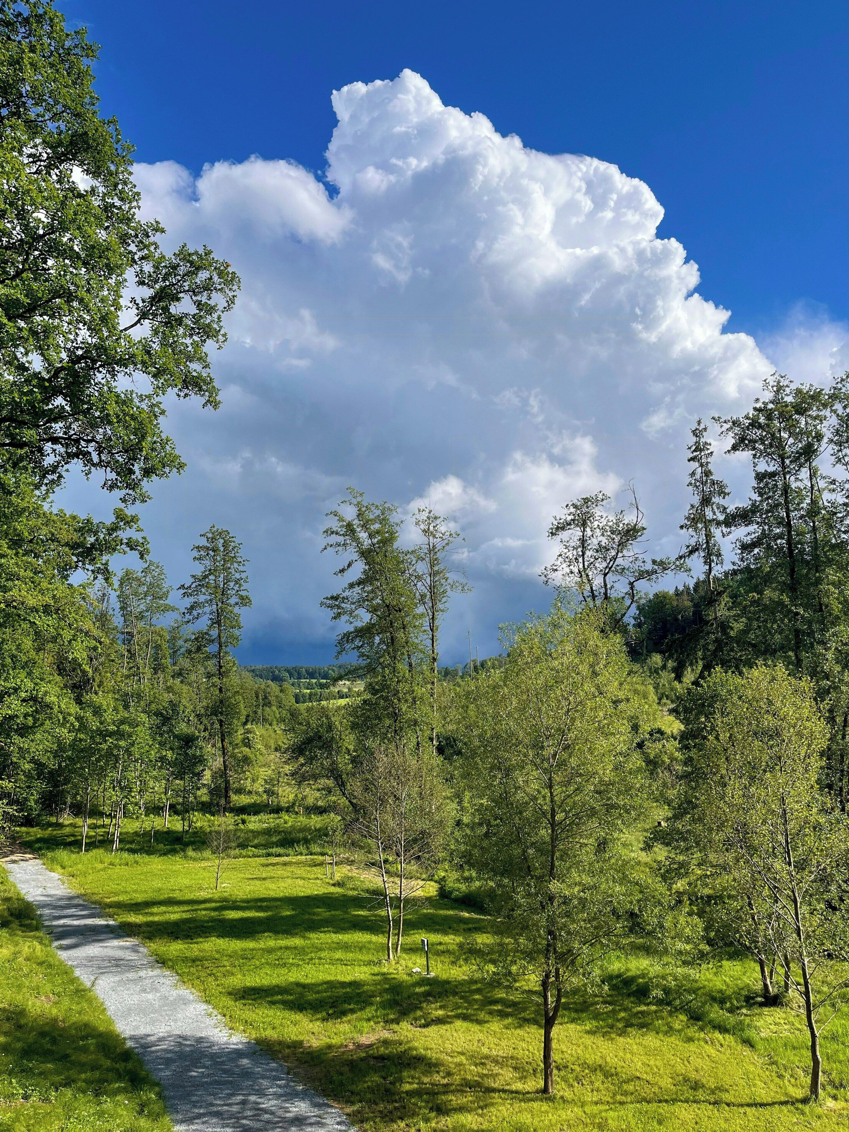Un sentier qui traverse un paysage verdoyant et luxuriant, bordé d’arbres, sous un ciel dégag é.