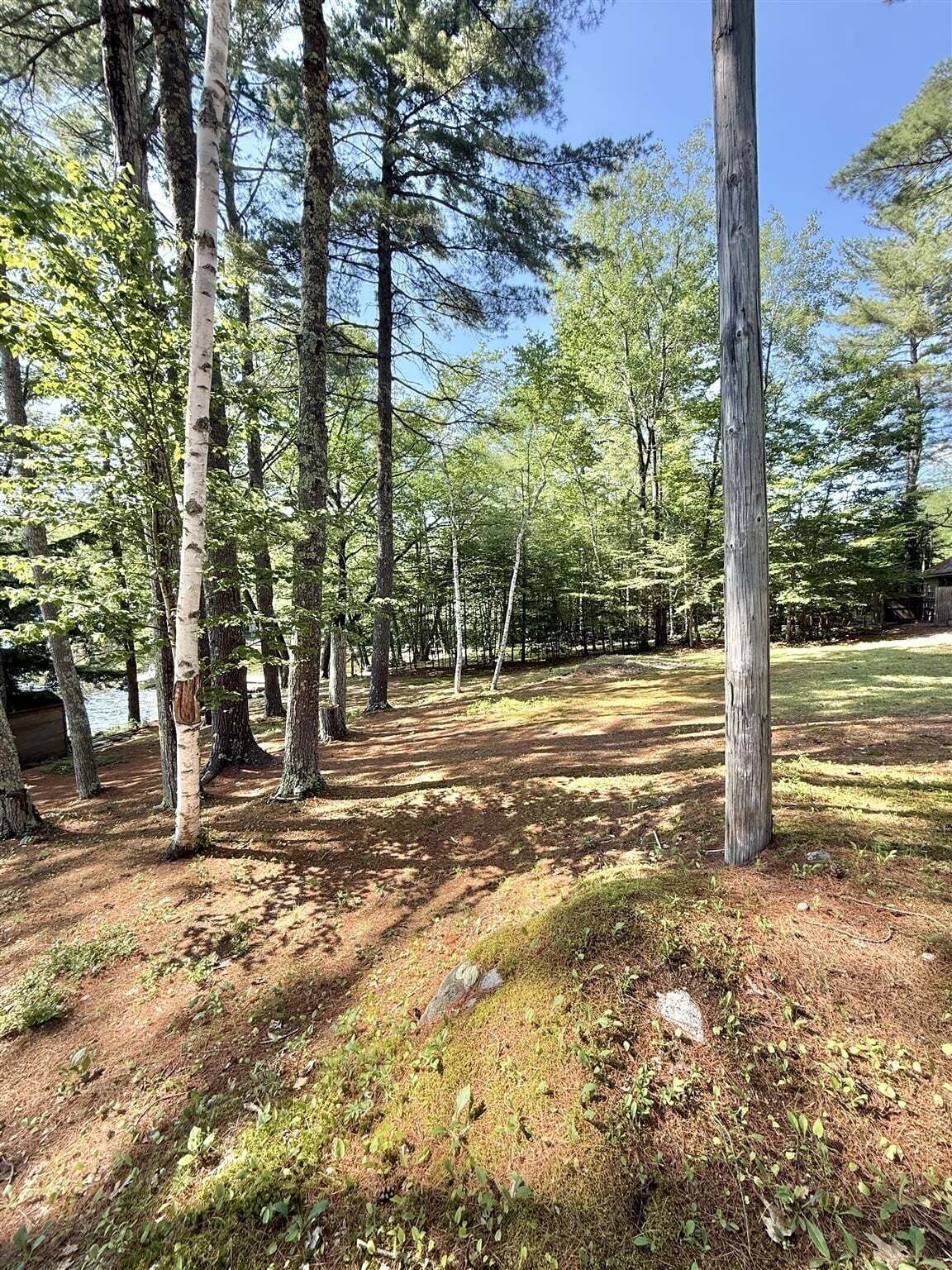 A forested area with tall trees and a dirt path.