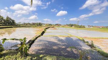 Un paysage composé de nombreuses rizières, d’un ciel dégagé et de bâtiments situés au loin.