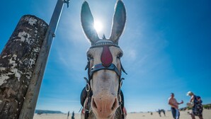 A donkey with a bridle and a red marking on its forehead, standing on a sandy beach with a clear blue sky in the background.