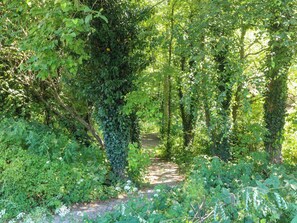 Un sendero arbolado rodeado de abundante vegetación.