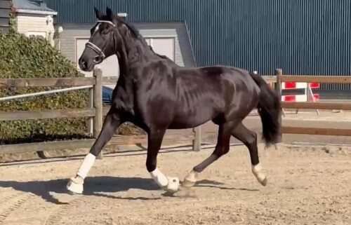 Katho Stable - KWPN Dressage Horse