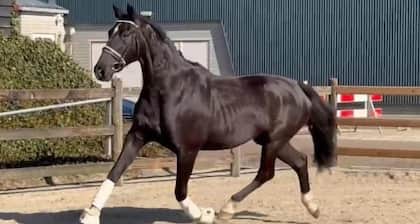 Katho Stable - KWPN Dressage Horse