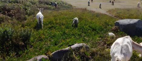 A grassy field with scattered rocks and a few animals grazing.