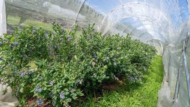 A greenhouse with rows of blueberry plants.
