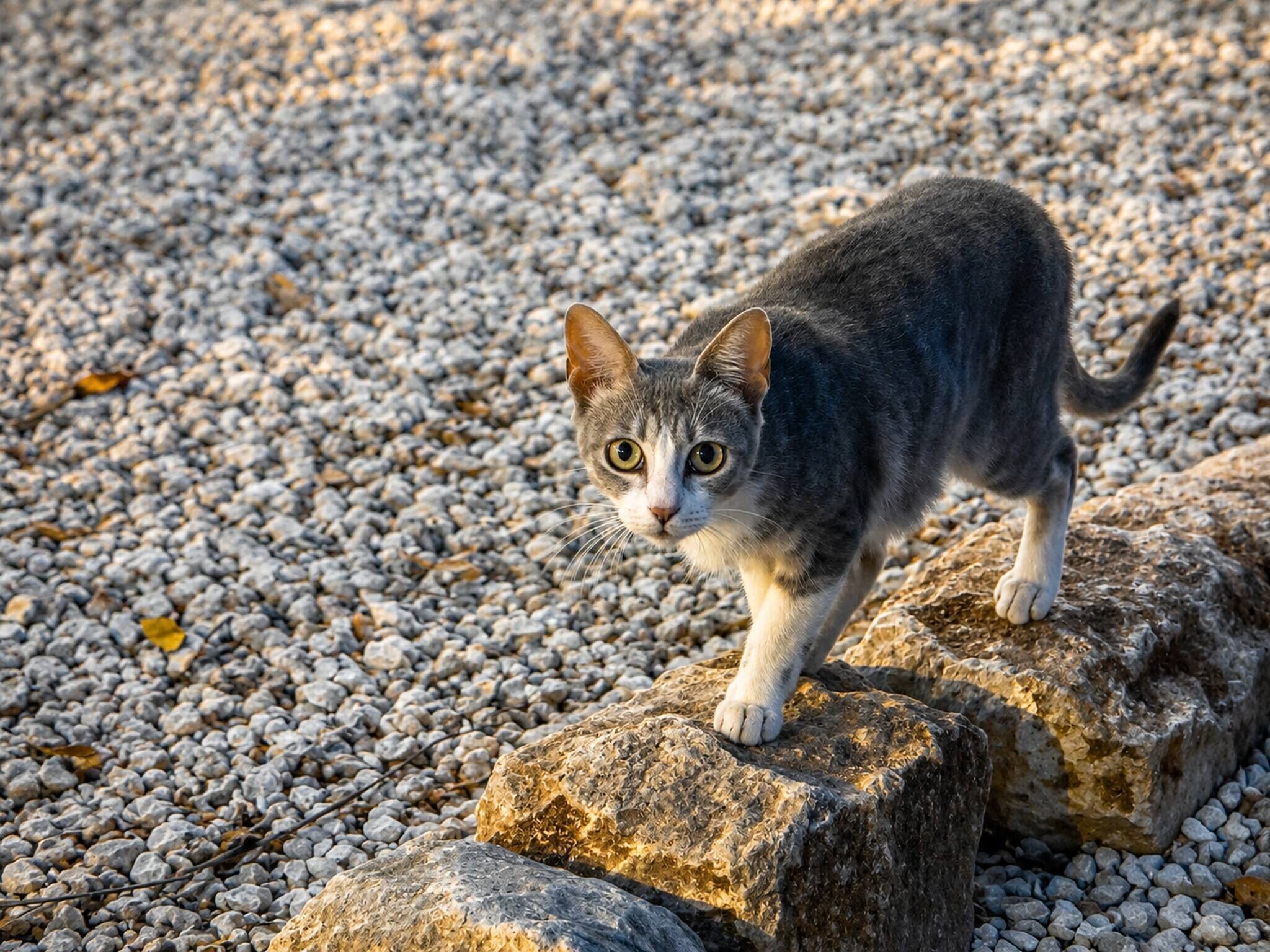 Un gato de pie sobre una roca, con un fondo de grava.