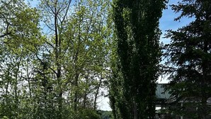 Eine bewachsene Fläche mit großen Steinen, Bäumen und Blick auf ein Gewässer.