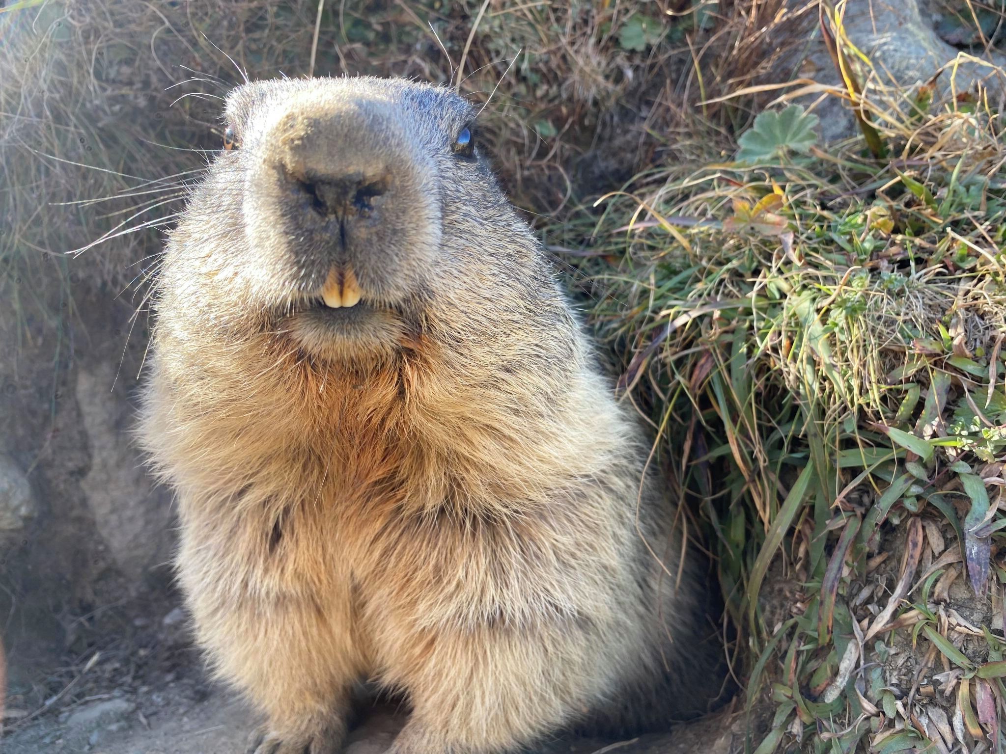 Un gros plan d’une marmotte à la queue touffue et au museau proéminent, assise dans un environnement naturel, au milieu d’herbes sèches et de plantes.