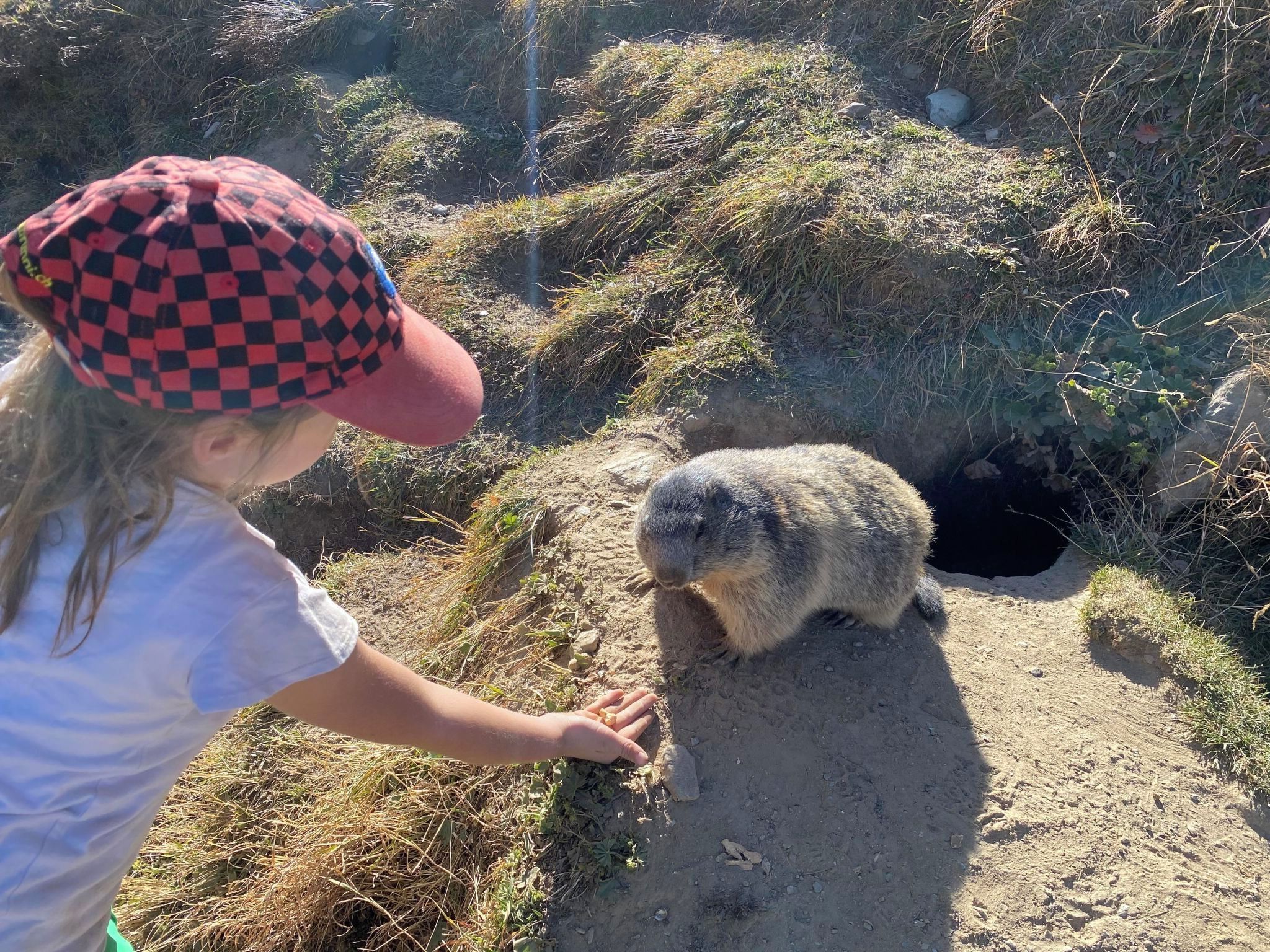 Eine Person interagiert mit einem Murmeltier in einer naturnahen Anlage mit Graslandschaft und einem Bau.