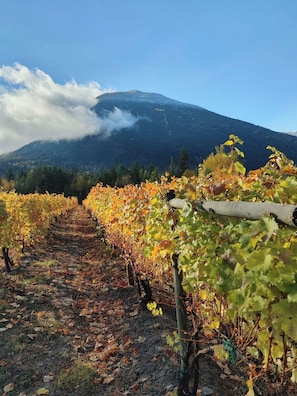 Viñedo con hileras de vides y una montaña al fondo.