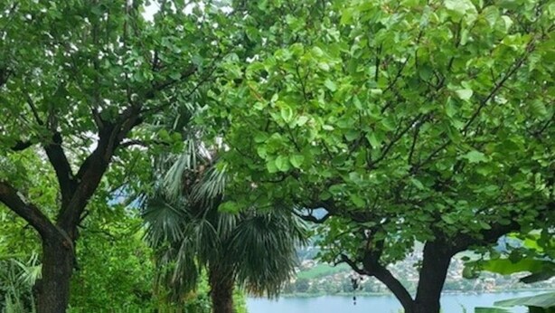En terrasse med et bord og stole, omgivet af grøn vegetation og udsigt til vand.