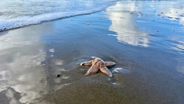 A starfish on a sandy beach with gentle waves. - Holiday home in Callantsoog near beach (Callantsoog)