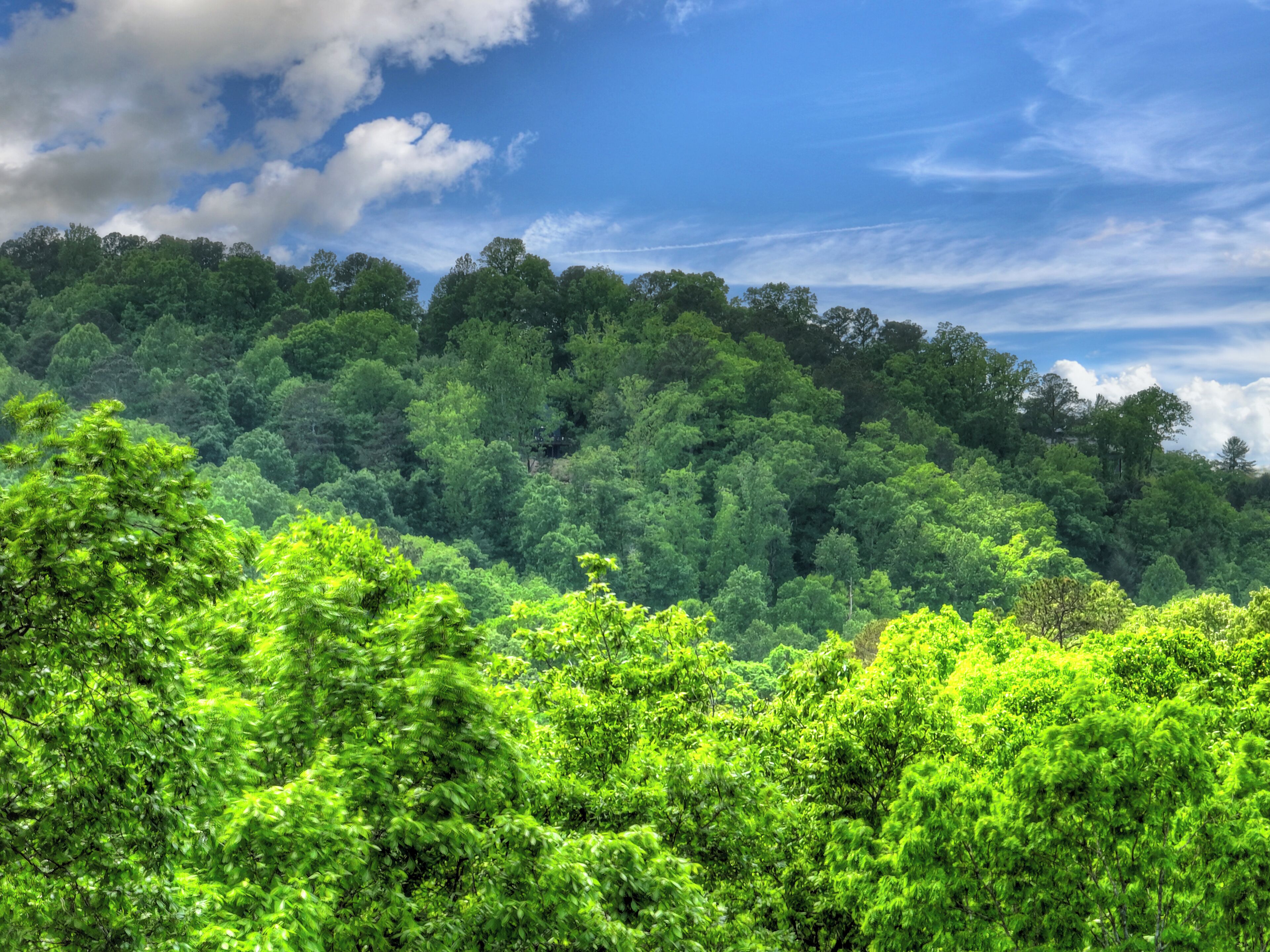 A dense forest with a variety of green trees and a clear sky.