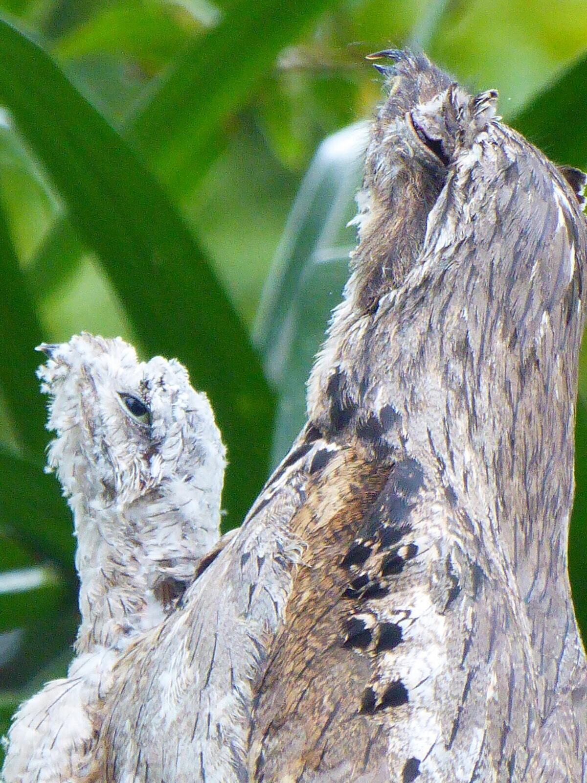 A close-up of a bird's head with a textured, feathered appearance.