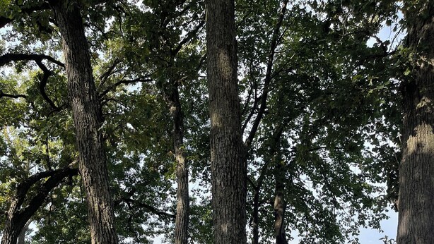 A park bench, trees, and a lake view.