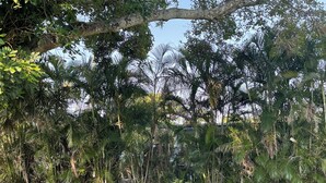A lush garden with various tropical plants and a well-maintained lawn.