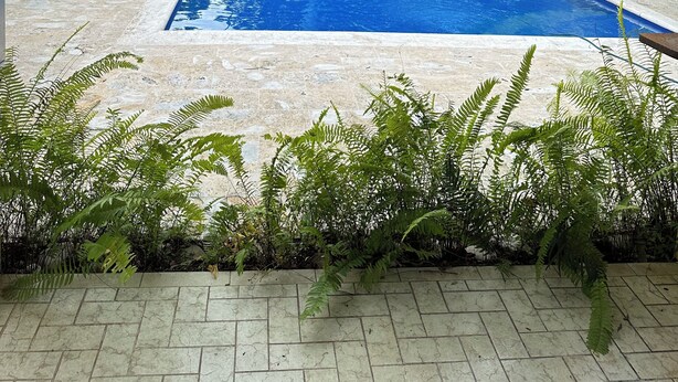 Une piscine dotée d’une terrasse carrelée, entourée de différentes plantes et agrémentée d’un espace couvert avec des poutres en bois.