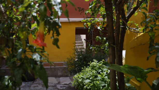 A courtyard with a yellow wall, a staircase, and various plants.