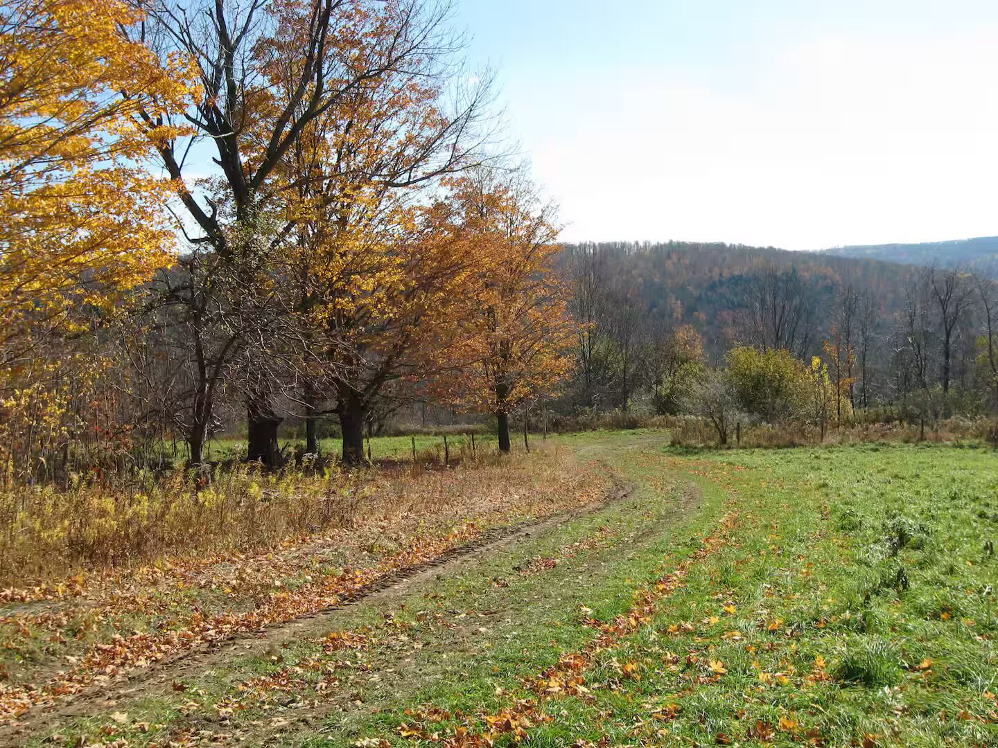 Un paysage rural avec un chemin de terre, des arbres aux feuilles d’automne et un champ d’herbe.