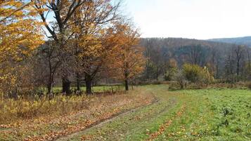 Un paysage rural avec un chemin de terre, des arbres aux feuilles d’automne et un champ d’herbe.