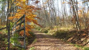 A forest path with a wooden fence on one side.