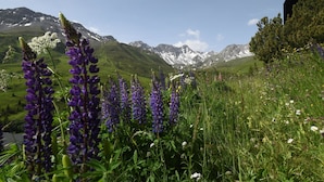 Een bergachtig landschap met paarse bloemen op de voorgrond en besneeuwde toppen in de verte.