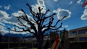 Ein Spielplatz mit einer Rutsche und einem großen Baum im Hintergrund.