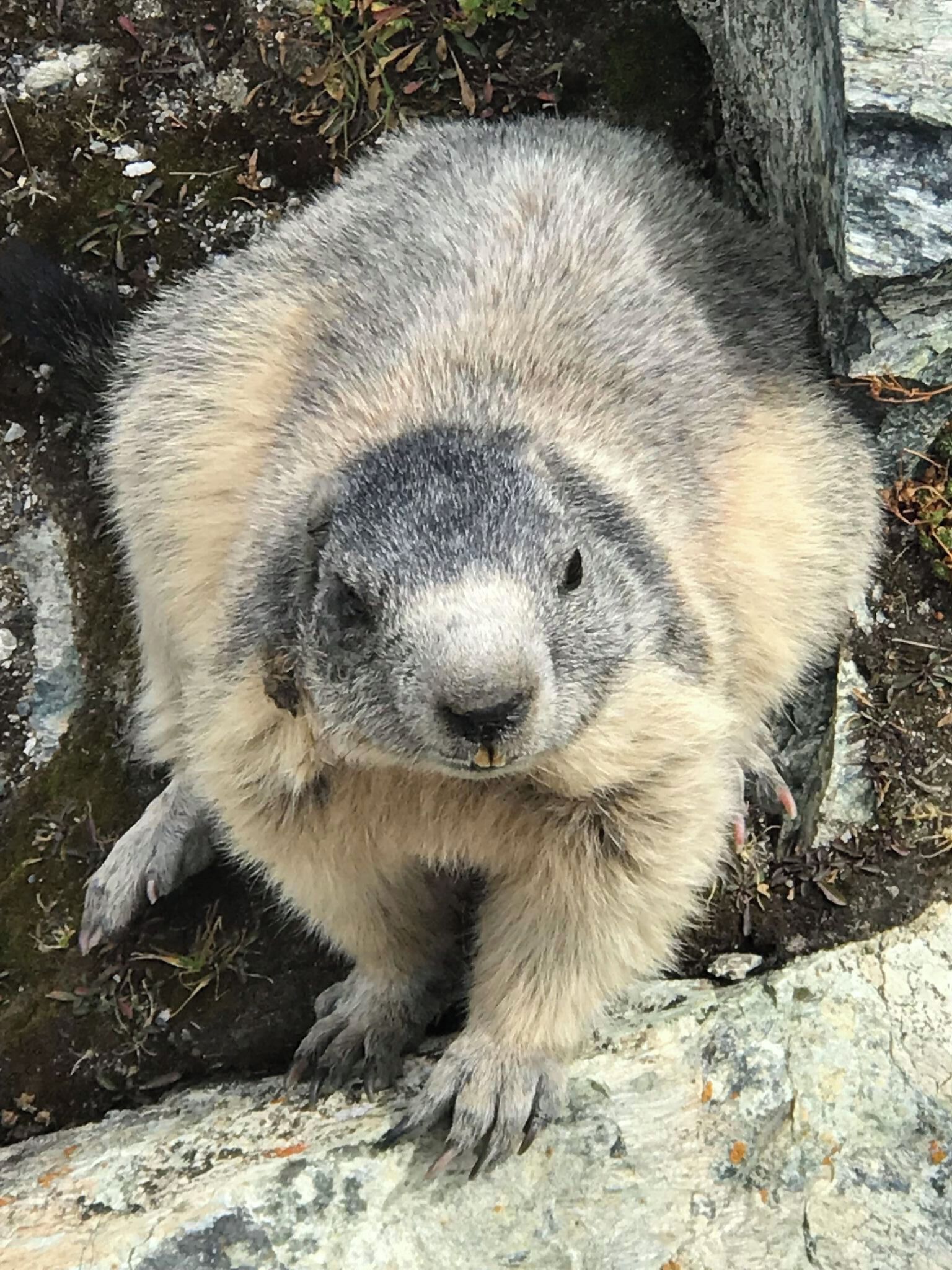 Una marmota damunt un terreny rocos.