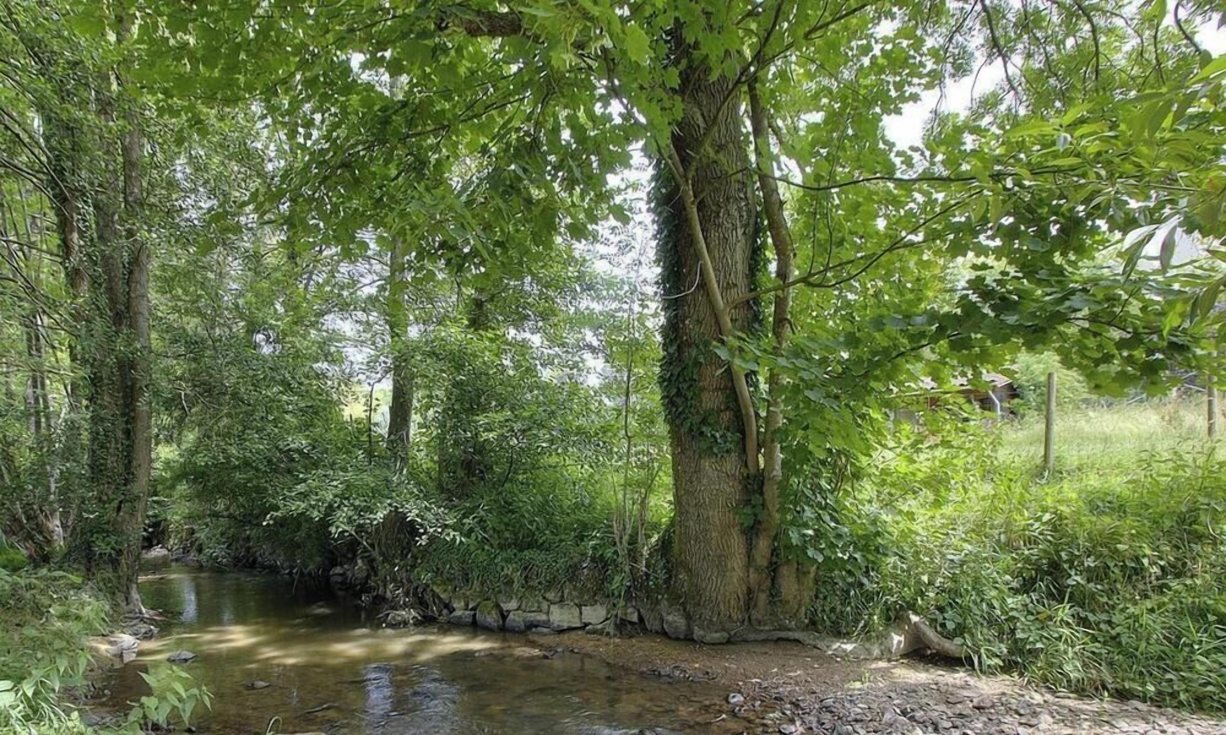 Un cadre naturel avec un ruisseau, une végétation luxuriante et un mur de pierre.