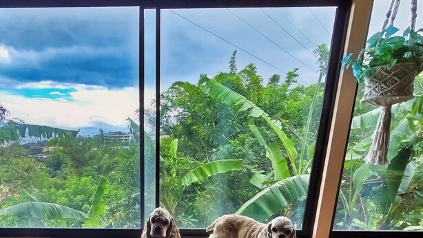 A room with a large window, a pet bed, and a view of greenery. - Escazu Studio (San Antonio)