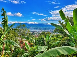 Un paisaje verde exuberante con un paisaje urbano a lo lejos, destacando grandes hojas de plátano en primer plano.