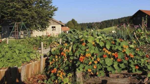 Paesaggio rurale con una recinzione di legno, una casa e un giardino pieno di piante e fiori.
