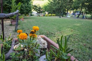 Um jardim com flores de calêndula, uma estrutura de madeira e um gramado.