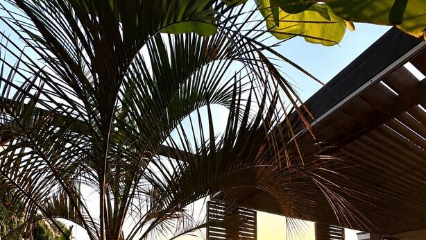 Ein Poolbereich mit Palme, einer Holzpergola und Blick auf den Sonnenuntergang.