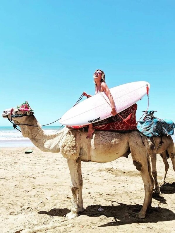 A camel with a rider and a surfboard on a sandy beach.