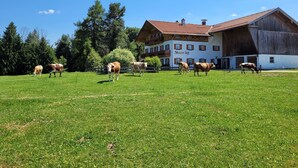 A rural setting with a large barn and a building labeled 'Maurer Hof' with a grassy field and cows. - "Zuhaus" Vacation Rental on the 1st Floor, 70 square meters (Siegsdorf)