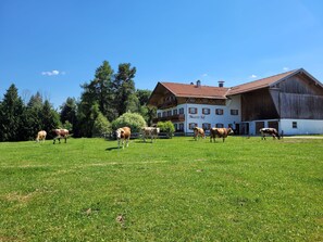 Ländliche Szenerie mit einem großen Bauernhaus und einem Gebäude mit der Aufschrift 'Maurer Hof', einem grünen Feld und Kühen.