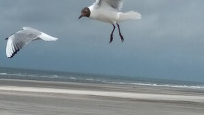 Drei Vögel fliegen über einen Strand bei bewölktem Himmel.