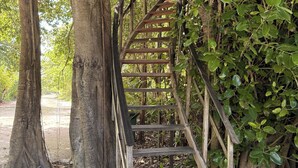 A wooden staircase surrounded by dense foliage and tree roots.
