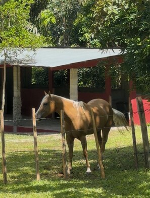 Property grounds - Cabin with a private pool, horses, nature, and complete tranquility (Penonomé)