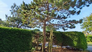 Een verzorgde tuin met een grote naaldboom, een strakke haag en een grindpad.