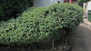 Ein gepflasterter Weg, ein ordentlich geschnittener Heckenstreifen und ein Gebäude mit einem Balkon.
