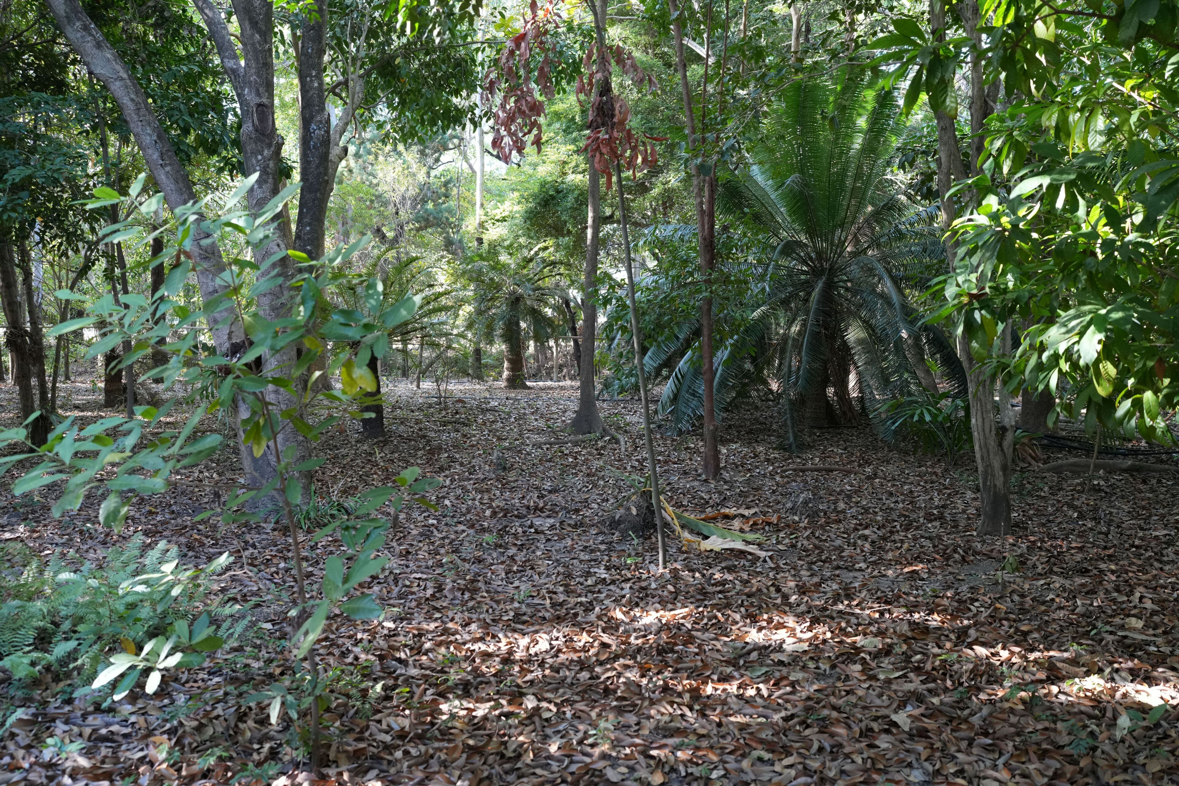 Une zone boisée où le sol est recouvert de feuilles mortes, les arbres ont un feuillage vert et le ciel est dégagé.
