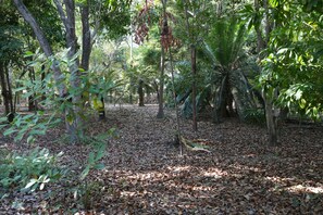 A forested area with a ground covered in dry leaves, trees with green foliage, and a clear sky.