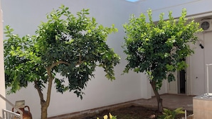 Une cour intérieure avec deux arbres, un mur blanc et un sol carrelé.