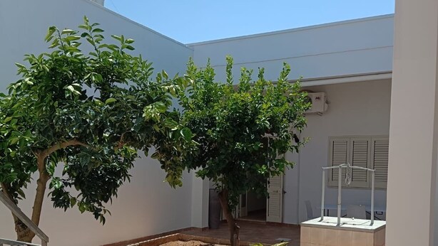 Une cour avec un arbre, un petit parterre et une terrasse carrelée.