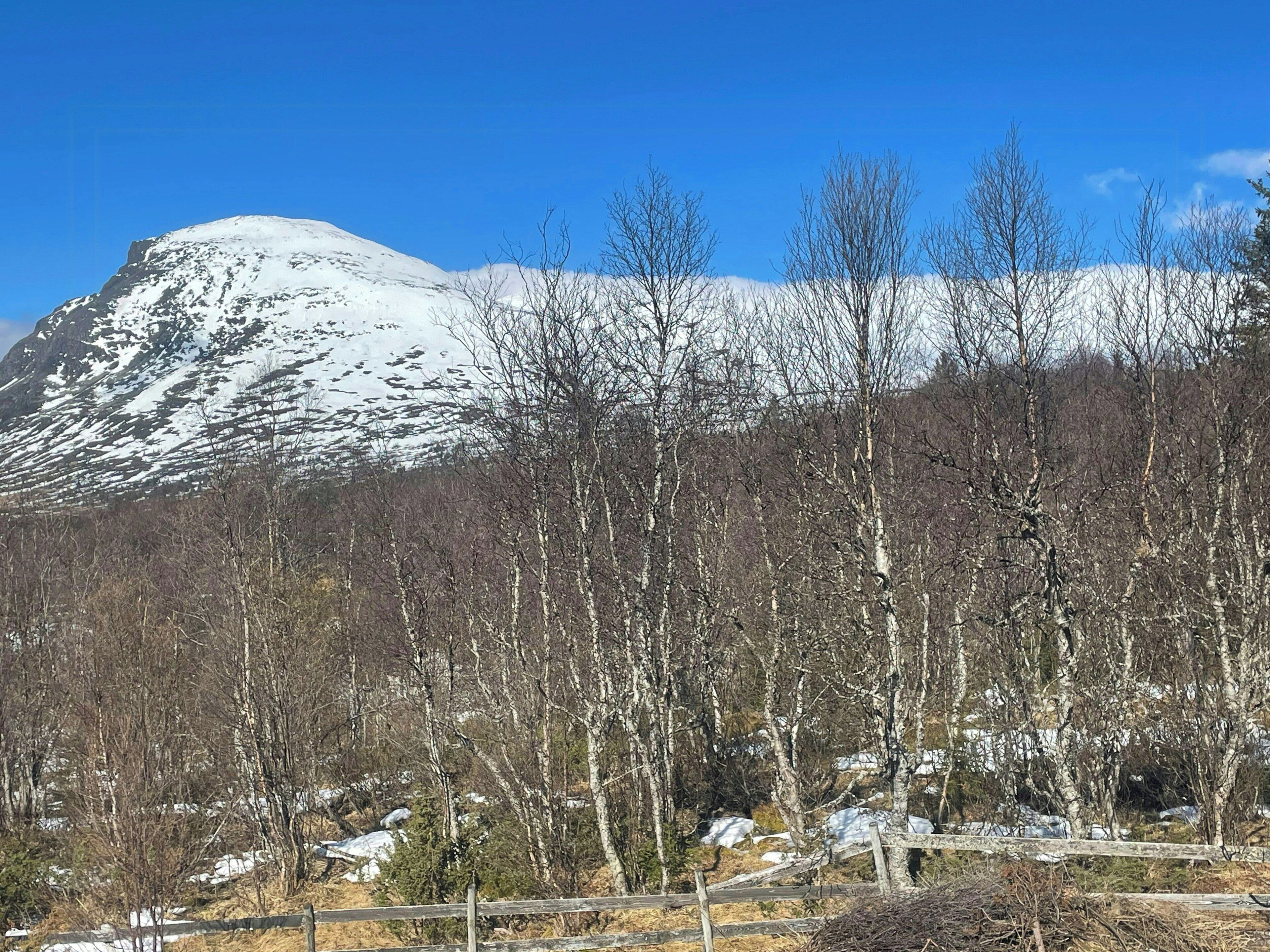 A snow-covered mountain with a clear blue sky, surrounded by leafless trees and a wooden fence.