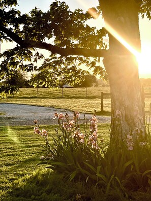 A tree with pink flowers in front of a fence. - Willow Wood: Peaceful Retreat on 6 Acres (Bentonville)